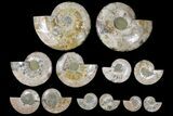 Lot: - Cut/Polished Ammonite Fossils - Pairs #133877-2